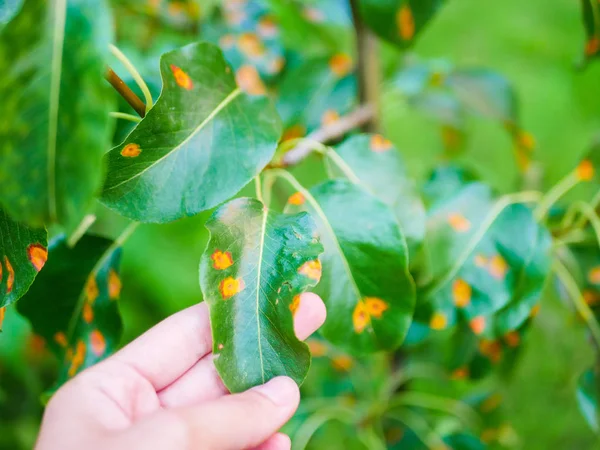 Hojas de pera enfermas. La enfermedad de las hojas y las vides de las peras el primer plano del daño a la putrefacción y los parásitos. El concepto de protección del jardín de peras industrial — Foto de Stock