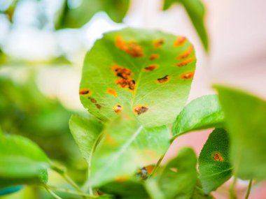 Hastalıklı armut yaprakları. Yaprak ve armut sarmaşıkları çürüme ve parazitlere yakın hasar veriyor. Endüstriyel armut bahçesinin korunması kavramı