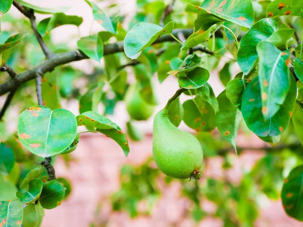 Grüne Birne auf einem Baum. grüne Birne auf einem Ast. Hausgarten. wachsen für sich selbst. Naturprodukt. ohne Zusätze und Chemie — Stockfoto