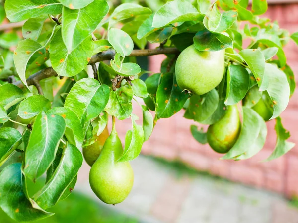 Grüne Birne auf einem Baum. grüne Birne auf einem Ast. Hausgarten. wachsen für sich selbst. Naturprodukt. ohne Zusätze und Chemie — Stockfoto