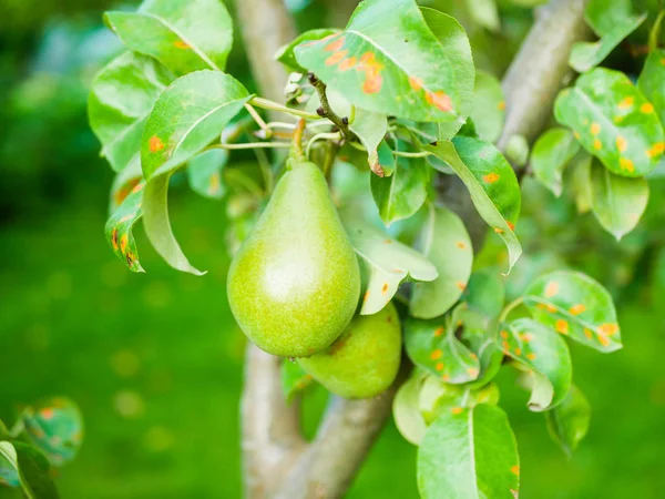 Grüne Birne auf einem Baum. grüne Birne auf einem Ast. Hausgarten. wachsen für sich selbst. Naturprodukt. ohne Zusätze und Chemie — Stockfoto