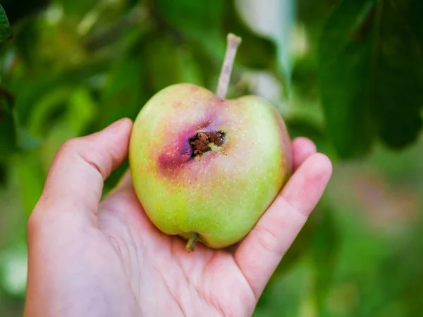 Würmchen in der Hand. Mann hält einen verdorbenen Apfel mit einer Raupe im Inneren, Nahaufnahme. morsch — Stockfoto