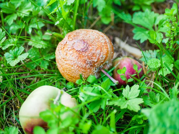 Rozkládající se červená jablka spadla na zem. Shnilá hnědá jablka v ovocné zahradě na zelené trávě. Podzim v zahradě — Stock fotografie