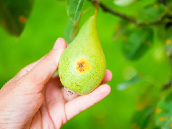 Faule Birne in der Hand. beginnt Früchte zu verfaulen. Falsche Birnenpflege. Topf einer morschen grünen Birne, auf der Hand eines Mannes in einem Obstgarten liegend, Nahaufnahme im Sommer — Stockfoto