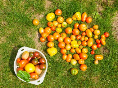 Çimlerde domates, hasat. Sadece yeşil çimlerin üzerinde doğranmış biftek domatesleri. Stüdyo fotoğrafı. çok renkli domatesler