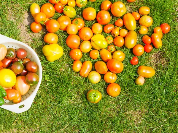 Tomaten op het gras. verschillende kleuren en vormen op een zonnige dag. Tomaten op het groene gras. natuurgras en tomaten. Tomatenseizoen. Bovenaanzicht, vlak lay — Stockfoto