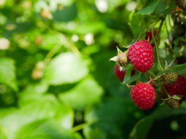 Yazın çalılıklarda ahududu olur. Bahçede, ahududu çalılarının dallarında yeşil yapraklar arasında çok sayıda ahududu yetişiyor..