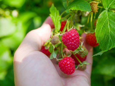 Elde ahududu. Dişi el yeşil ahududu arkaplanından olgun kırmızı ahududu böğürtlenleri topluyor. Yakın plan. Sağlıklı gıda ve vejetaryenlik