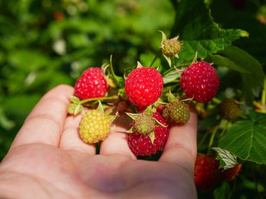 Elde ahududu. Dişi el yeşil ahududu arkaplanından olgun kırmızı ahududu böğürtlenleri topluyor. Yakın plan. Sağlıklı gıda ve vejetaryenlik
