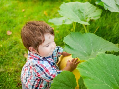 Çocuk balkabağıyla oynuyor. Harika bir çocuk büyük bir balkabağıyla oturuyordu. Çocuklar Cadılar Bayramı 'nı kutlar. Genç çiftçi. Genç balkabağım