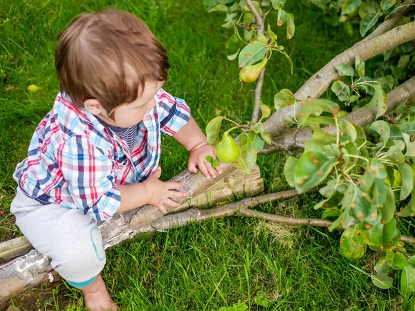 Un enfant avec une poire. joué avec des fruits sur l'herbe. Enfant prenant des poires mûres au verger en automne. Petit garçon voulant manger des fruits sucrés de l'arbre dans le jardin à la récolte d'automne. Conce alimentaire pour nourrissons et bébés — Photo