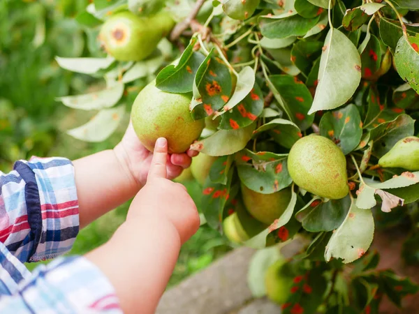 Seorang anak dengan buah pir. bermain dengan buah di rumput. Anak-anak memetik buah pir matang di kebun buah di musim gugur. Anak kecil ingin makan buah manis dari pohon di kebun saat panen musim gugur. Bayi dan bayi makanan conce — Stok Foto