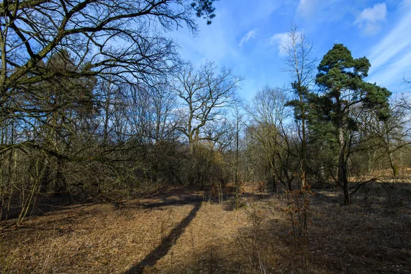 Höstlandskap och blå himmel. Färger försvinner. Övergång till säsong. fallna lövverk — Stockfoto