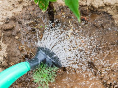 Sulama kabından bitki sulamak. Çilekleri suluyorum. kuraklık.