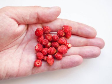 Beyaz bir arka plan üzerinde bir elinde Çilek. Elinde küçük kırmızı çilekler var. Beyaz bir arka plan üzerinde bir elinde Çilek. Üst görünüm, düz yatıyordu