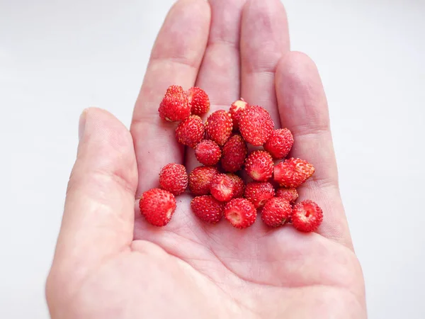 Jordgubb i en hand på en vit bakgrund. Små röda jordgubbar i handen. Jordgubb i en hand på en vit bakgrund. Övre vy, Flat Lay — Stockfoto