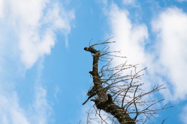 Mavi gökyüzünün arka planında kel ağaç. Mavi gökyüzü arka planda dalları bir sürü eski bir kuru ağaç