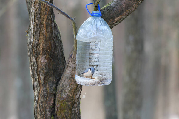 forest plastic bird feeder. Big plastic bottle used as feeder for birds in winter