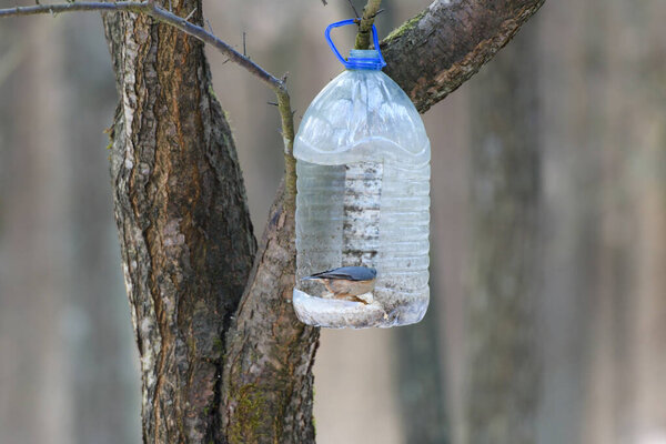 forest plastic bird feeder. Big plastic bottle used as feeder for birds in winter