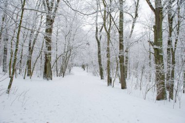Kış ormanı kış doğası karda. Çam ormanında kış günü.
