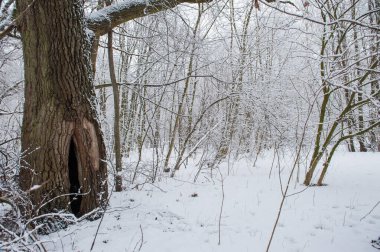 Kış ormanı kış doğası karda. Çam ormanında kış günü.