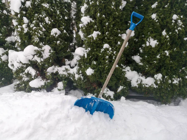 Shovel in a snowdrift of blue.Snow shovel. Close-up in the snow. The concept of snow removal, snow drift, loss of a large amount of precipitation. — Stock Photo, Image