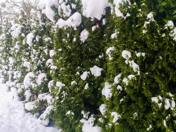 Η Τούι στο χιόνι. χειμώνας, πράσινο thuja θάμνους καλύπτονται με λευκό χιόνι — Φωτογραφία Αρχείου
