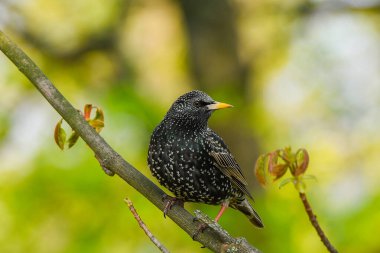 Starling bir ağaç dalında oturuyor. yeşil arkaplan, yakın plan