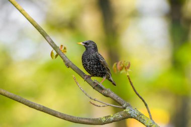 Starling bir ağaç dalında oturuyor. yeşil arkaplan, yakın plan