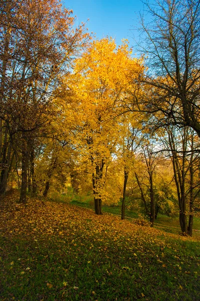 Paisagem de outono Bela paisagem dourada de outono no parque. A floresta está florescendo amarelo — Fotografia de Stock