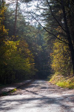 Sonbahar ormanına giden yol. Kır yolu olan sonbahar ormanı. Ağaçlarla, kırsal yollarla, turuncu ve kırmızı yapraklarla, sonbaharda güneş alan renkli bir manzara. Seyahat et. Sonbahar arkaplanı. Parlak ormanlarla dolu