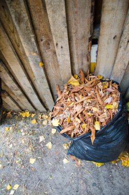 Çöp torbasında sonbahar yaprakları. Sonbaharda sarı yapraklı çöp torbaları