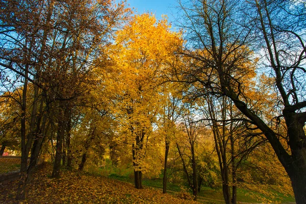 Podzimní krajina Krásná zlatá podzimní krajina v parku. Les kvete žlutě. — Stock fotografie