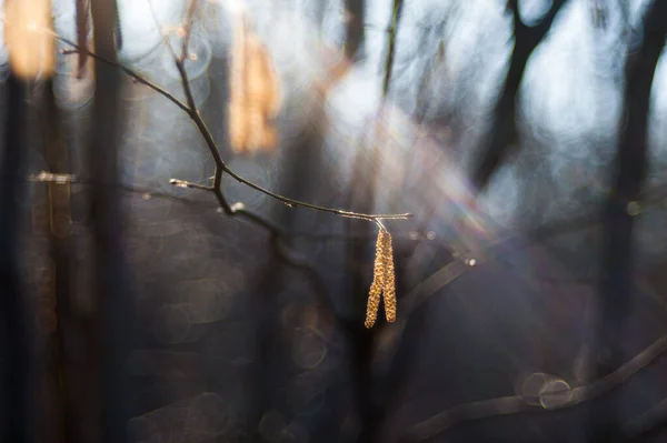 Brotes de abedul en la rama. brotes de abedul en el sol sobre un fondo oscuro —  Fotos de Stock