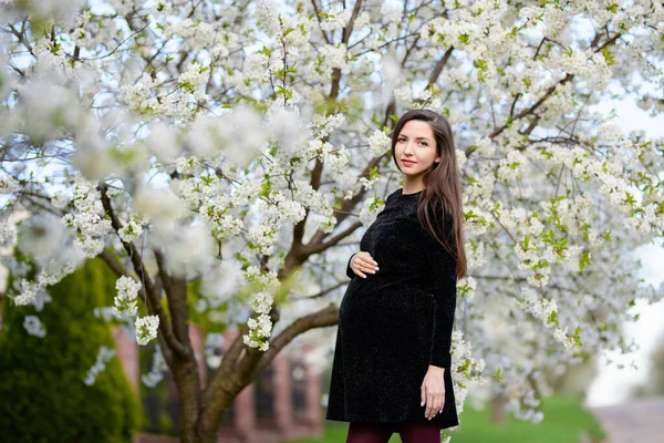 Беременная брюнетка в цветущем парке. Брюнетка в темном платье позирует в цветущем яблочном саду, платье прячется беременным — стоковое фото
