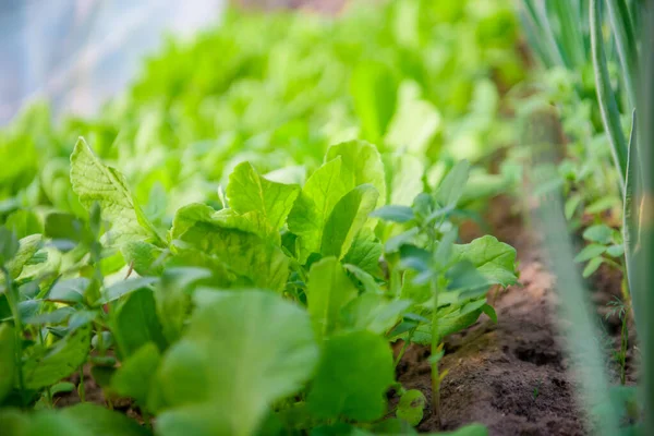 Cultiver des légumes dans une serre. la nourriture écologique. Madame est verte. chou aux oignons — Photo