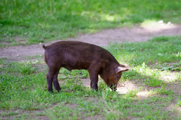 Little dark pig. Cute little black pig walks on a puddle, eating grass, love of nature, vega. Dark pig — Stock Photo, Image