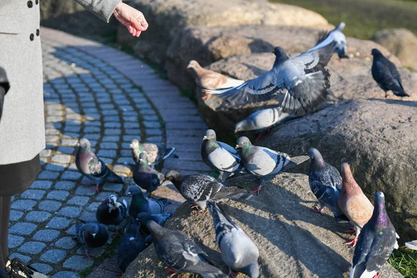 Meisje voedt duiven. in het park in een zonnige pagode. voor dieren zorgen. Mooie glimlachende vrouw die overdag duiven voert in het park — Stockfoto