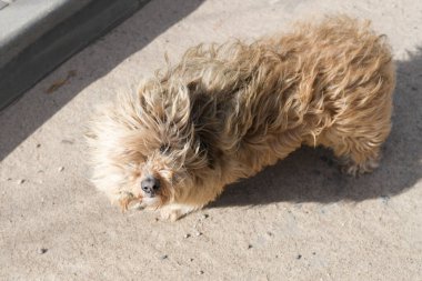 Tüylü köpek. Parktaki tüylü köpek. Kış mevsimi.