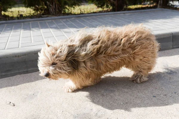 Putain de chien. Chien chiant dans le parc. Saison d'hiver . — Photo