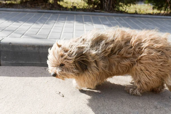 Putain de chien. Chien chiant dans le parc. Saison d'hiver . — Photo