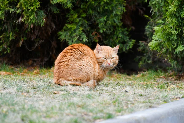 O gato vermelho olha para mim. Belo gato vermelho na rua. Retrato animal ao ar livre . — Fotografia de Stock