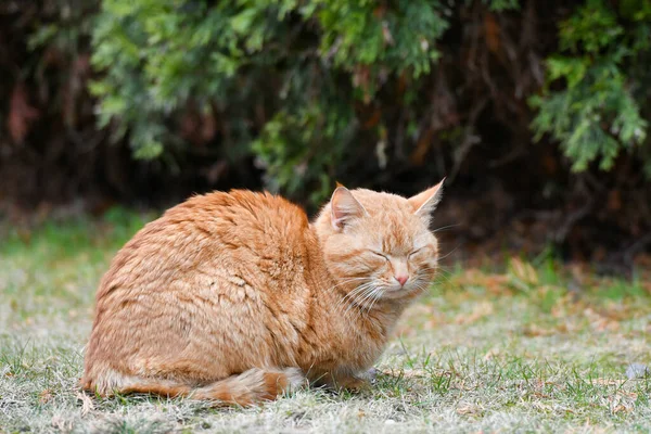 Gatto nell'erba verde in estate. Bellissimo gatto rosso con gli occhi gialli — Foto Stock