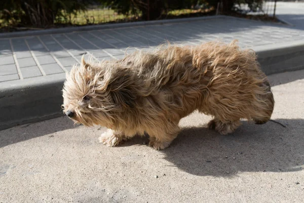 Dirty dog looks miserable. White dog is looking for owners. Stray animal on the street