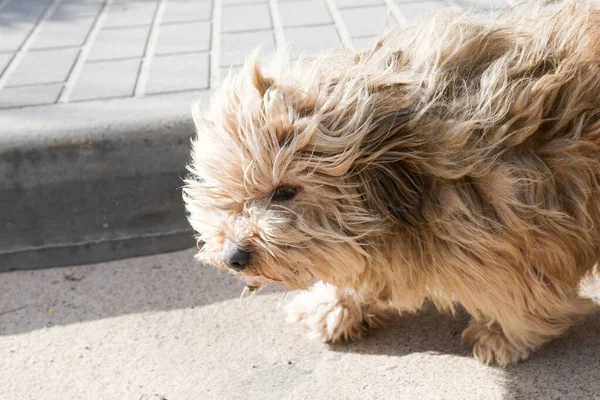 Pis köpek perişan görünüyor. Beyaz köpek sahiplerini arıyor. Sokakta başıboş bir hayvan — Stok fotoğraf