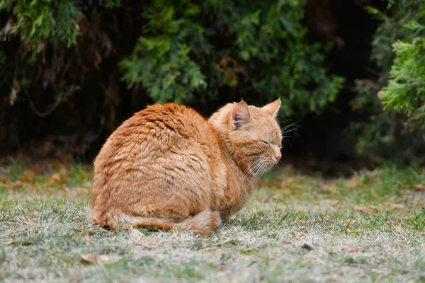 Red cat on the grass. Red green-eyed cat resting on the green grass — Stock Photo, Image