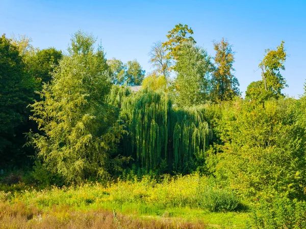 Alberi verdi contro il cielo blu. paesaggio della natura — Foto Stock