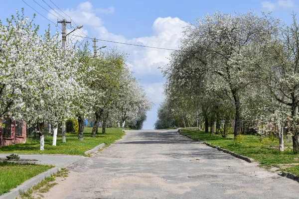 Amandelbomen bloeien in boomgaard tegen blauw, lentehemel. De bomen bloeien. — Stockfoto