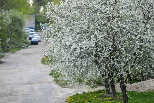 Mandorli che sbocciano nel frutteto contro il blu, cielo primaverile. Gli alberi stanno fiorendo — Foto Stock