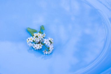 Mavi çim tabakları, yaz otları, çimlerin üzerinde piknik..